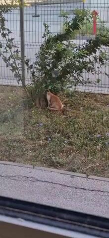 A ginger cat is crouched near the base of a bush, partially obscured by its leaves. The cat appears to be interacting with a white object on the ground. The scene is an outdoor area with dry grass and scattered small purple flowers. A metal fence is visible in the background, and a paved surface is in the foreground. The time stamp indicates the video is very short, lasting only a few seconds.
