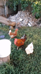 Cats, chickens, and garden blooms on a Ukrainian homestead