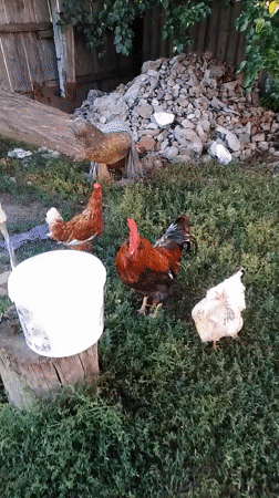 Cats, chickens, and garden blooms on a Ukrainian homestead