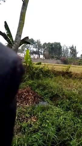 The video captures a panning shot of a rural landscape under an overcast sky. In the foreground, lush green vegetation, including various grasses and leafy plants, dominates the frame. A pile of dry leaves and debris is visible to the left. Further into the background, a field of what appears to be dry crops or tall grass stretches across the scene, bordered by a low wall and a line of trees. In the distance, several buildings and more trees are discernible, suggesting a populated area. A large tree with a wide canopy stands prominently in the middle ground on the right side of the frame. The camera movement is slow and smooth, providing a sweeping view of the environment. The overall impression is one of a natural, somewhat unkempt, rural setting.
