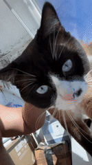 Blue-eyed cats lounging and being petted in Noviy, Russia