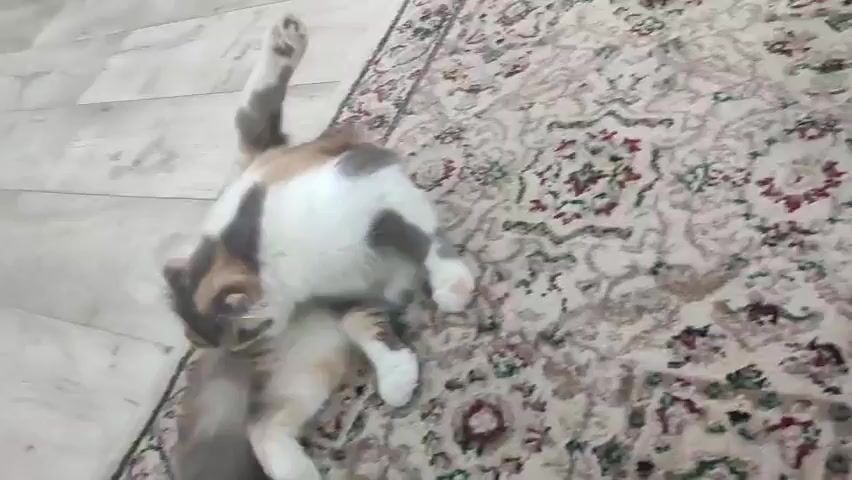 The video shows a calico cat lying on its back on a patterned rug. The cat's body is mostly white with patches of brown and gray. Its paws are visible, and its tail is curled. The cat is looking towards the camera with its mouth slightly open. The flooring to the left of the rug appears to be wood laminate. The video is shaky and the lighting is dim.