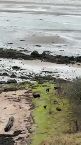 The video shows a coastal scene, captured from an elevated position, likely a cliff or hill. The foreground includes a grassy area with some small trees and a sandy patch where a fallen log lies.  Several black-coated animals are present, appearing to be cattle or similar livestock, scattered across the grassy and sandy areas. A woman wearing a light-colored vest and dark trousers walks along the sandy patch, approaching the animals. In the background, there's a wide expanse of a tidal flat, with areas of sand and mud, interspersed with dark rocks and patches of green algae. The water is not visible, but the expanse of flat land suggests low tide. A distant treeline runs along the horizon under a cloudy sky.