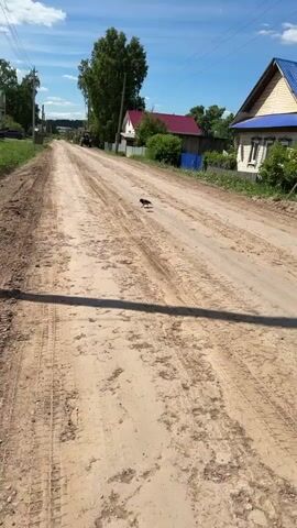 The video shows a crow pecking at the dirt on a dusty rural road. The bird is dark with a lighter gray body. The road has tire tracks in the dirt, and on either side, there are buildings and trees in the background. The sky is bright blue, indicating a sunny day.