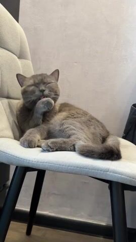 Here is a description of the video:

A gray cat lies on a light gray chair with a quilted back. The chair has black legs. The cat is grooming itself, licking its front paw and cleaning its face. The background is a plain light gray wall. The scene is lit with soft, diffused light. Some casual conversation can be heard in the background.