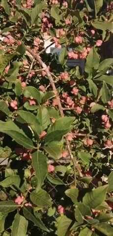 A close-up video shows a bush with green leaves and small pinkish-red berries. The bush is positioned in front of a weathered wooden building with a gray, corrugated roof. A small, white-framed window is visible on the building's wooden exterior wall. A wooden fence is also present in the foreground. The camera pans slowly, providing a clear view of the plant and the background structure.