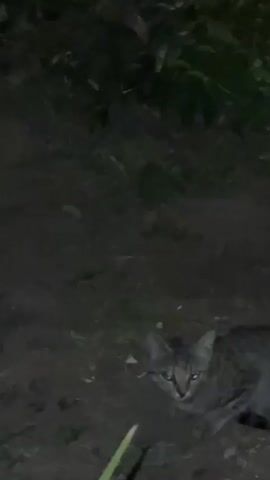 The video displays a close-up of a tabby cat in what appears to be an outdoor, dimly lit setting. The cat is the primary subject, looking directly at the camera with its eyes reflecting a bright blue light. The background consists of dark, earthy ground with some patches of grass and leaves, suggesting it might be nighttime or a heavily shaded area. There are hints of foliage and perhaps a rough-textured surface, like a stone or tree trunk, visible in the upper and right portions of the frame. The overall atmosphere is somewhat mysterious due to the low light and the cat's direct gaze. No text is visible in the media.