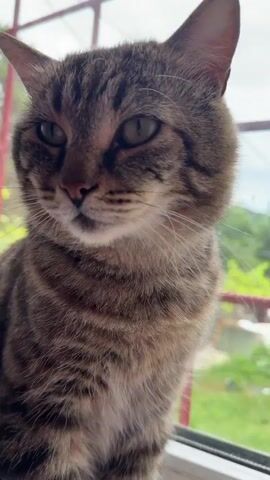 This video, filmed in Shepsi, Russia, features a close-up view of a tabby cat. The cat is sitting by a window, looking out at an overcast sky and some greenery. The window has a red frame. The cat is mostly brown with black stripes and white whiskers. The cat's ears are perked up and its eyes are a light green. In the video, the cat blinks, turns its head, and scratches its ear with its hind leg. The overall mood is calm and peaceful. There is no visible text in the video.