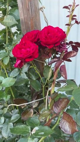 The video shows a close-up view of a rose bush with several red roses in bloom. The bush is growing next to a wooden post and a white fence. The leaves of the rose bush are green and some have a reddish tint. The video also shows some buds and thorns on the stems. In one shot, a can of "Zala Grada" beer is visible among the leaves. The sun is shining brightly, creating lens flare in some of the shots. The background appears to be a yard or garden area with trees visible in the distance.