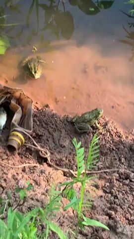 The video shows two frogs near the edge of murky water. One frog is partially submerged in the water, while the other is on the muddy bank. To the left of the frogs, partially submerged in the water and resting on the bank, is what appears to be a bird or small animal, possibly deceased, next to a piece of discarded plastic debris. Green foliage is visible at the bottom of the frame and in the water. The water is brown and appears to be a pond or slow-moving stream. The lighting suggests it is daytime.