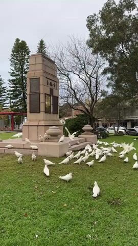 A flock of white cockatoos are gathered on a grassy area in front of a large, stone war memorial. The memorial has multiple plaques and decorative elements. Some of the cockatoos are on the ground, while others are perched on the steps and base of the memorial. The sky is overcast, and there are trees and buildings in the background. One cockatoo in the foreground is looking directly at the camera.