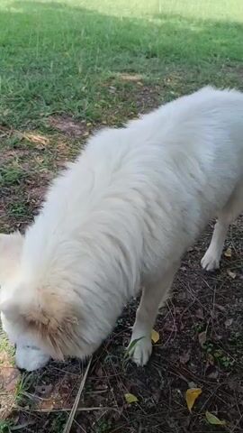The video opens with a close-up shot of a white dog with thick, shaggy fur, standing on a patch of ground. The dog's head is initially out of frame, but its body is turned away from the camera as it appears to be sniffing or examining the ground. The ground beneath it is a mix of sparse green grass, dry dirt, and a few fallen brown and green leaves.

At the 0:02 mark, the dog shifts its weight, and its tail lifts slightly, indicating it is relieving itself. A small, slightly discolored or brown patch is visible on its rear leg, amidst its otherwise pristine white fur. The dog's hind leg is extended as it completes its activity.

From 0:03, the camera pans upwards and away from the dog, revealing a wider outdoor scene. A large, well-maintained grassy area extends into the background. Beyond the grass, several large, leafy green trees line what appears to be a paved road. On the other side of the road, multiple multi-story buildings, likely residential apartments or homes, are visible. Several cars are parked along the road in front of these buildings. The scene is brightly lit by natural light, suggesting it is daytime with clear weather.

There are no visible people or discernible text in the video. The overall setting appears to be a park or a communal green space within an urban or suburban environment, consistent with Los Guayos, Venezuela.