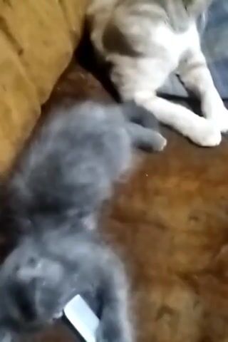 The video shows two cats on a brown surface, possibly a couch. One cat, a fluffy grey kitten, is lying on its back with a white comb near its mouth. Another cat, a lighter colored tabby, is partially visible in the background, lying down. The kitten appears to be interacting with the comb. The environment is dimly lit.