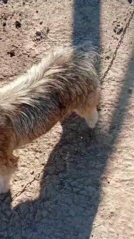 A light brown and white shaggy dog is standing on dry, cracked dirt. The dog is chained by a metal chain to an unseen object. The dog looks from side to side. The sun casts a long shadow of the dog on the ground.