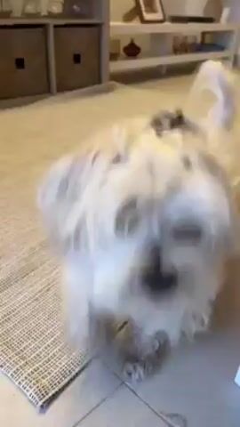 A small white dog spins around on a tile floor, then walks away into a corner of a room. The room also contains a woven rug, white table, and white shelving unit.