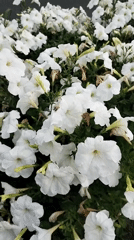 Summer afternoon along Sumy's riverside parks and flower beds