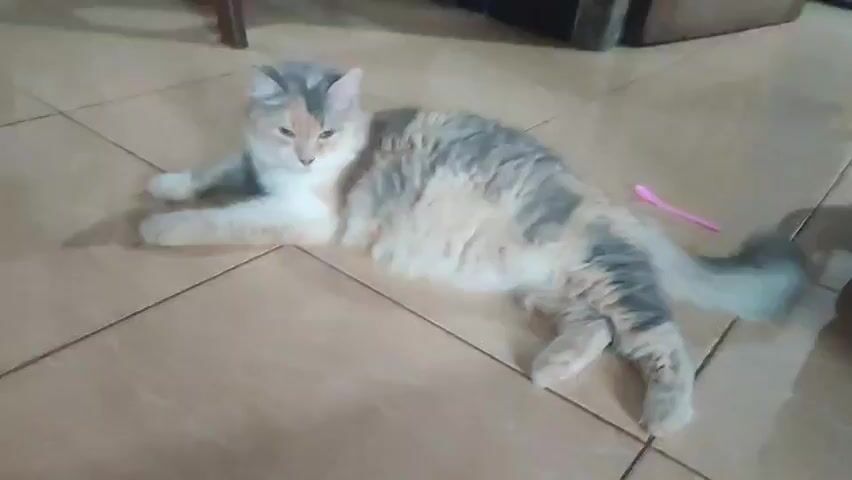 A fluffy, long-haired cat with patches of white, grey, and orange lies on a tiled floor. The cat is on its side with its paws extended. In the background, a pink spoon is visible on the floor.