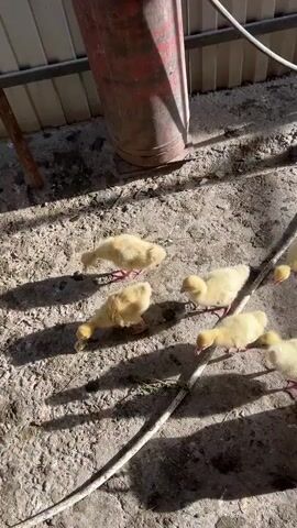 The media file shows a group of young goslings and chickens in what appears to be a farm or coop setting. The scene is outdoors with a dirt floor, and there are various objects including feeding troughs, a large red cylindrical object (possibly a propane tank), a broom, and some cardboard boxes. Green leafy greens are scattered on the ground, indicating food for the birds.

The goslings are predominantly yellow and fluffy, typical of young waterfowl. Some are gathered around a red feeder, while others are pecking at the greens on the ground. There are also a few chickens, including some adult birds, present in the scene. The lighting suggests it is daytime, with sunlight casting shadows. The overall impression is a busy, lively farmyard environment with young birds being fed and cared for.

There is text visible on a pink cardboard box, though it is mostly unreadable due to its angle and resolution. However, the word "PAK" is partially discernible. The location context provided is Qoyankus, Kazakhstan. The emotions conveyed are those of pastoral life and the natural activity of farm animals.