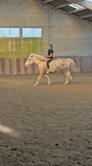 Woman sits with resting horse in Belgian equestrian arena