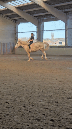 Woman sits with resting horse in Belgian equestrian arena