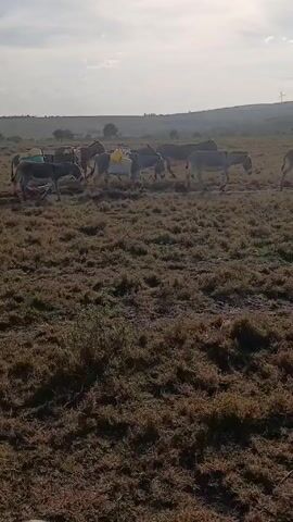 The video shows a herd of donkeys walking across a dry, grassy field on a cloudy day. Most of the donkeys are carrying containers or packs on their backs. In the background, there are distant hills and wind turbines. The camera appears to be stationary, filming from behind a wire fence.