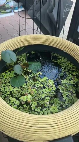 A close-up overhead shot focuses on a dark circular basin filled with water and plants. A bamboo-like material forms a decorative outer rim around the basin. The water is covered with a dense layer of small, green, floating plants, resembling duckweed. Several larger, green lily pads are also visible, with one extending towards the left side of the frame and another near the center. In the center of the basin, a small, black pump is partially submerged, actively circulating water. A stream of water flows from the pump, creating ripples and movement on the water's surface. The background is blurred but suggests an outdoor setting with paving stones and structures that appear to be tents or awnings.