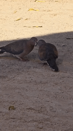 Beach day and local wildlife at Al Hadaba, Red Sea