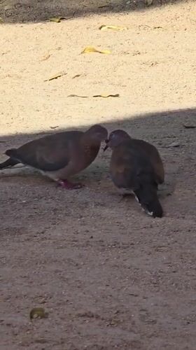 Sunny afternoon on the Red Sea coast with birds and beach life