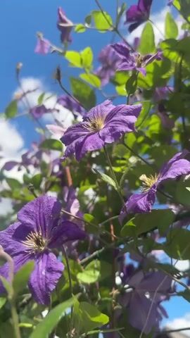 This is a close-up, low-angle video of vibrant purple clematis flowers blooming against a bright blue sky with scattered white clouds. The flowers are in various stages of bloom, with some fully open and others still developing. Their petals are a rich, deep purple with darker veins radiating from the yellow centers. Green leaves and delicate tendrils of the vine are intertwined, creating a lush, natural display. The sun is shining, casting a bright light on the flowers and leaves, suggesting a clear, sunny day. The camera gently pans and zooms, focusing on different blooms and capturing the movement of the vine in a light breeze. The overall impression is one of natural beauty and the vibrant energy of a summer garden. The video captures a serene and picturesque moment in nature, likely outdoors in a garden or park setting. There is no visible text in the media file. The location context provided is Lobacheve, Ukraine, which suggests a rural or suburban setting with potential for abundant plant life.
