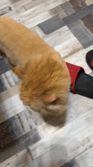 Domestic cats photographed in Sofia homes Tuesday evening