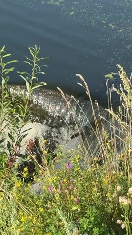 A close-up shot captures a small waterfall cascading over a rocky edge into a dark body of water. Lush green foliage, including tall grasses and wildflowers, frames the scene in the foreground. The water reflects the sunlight, creating a shimmering effect. The scene appears to be outdoors, possibly in a natural setting like a park or riverside. The video is short, looping seamlessly.