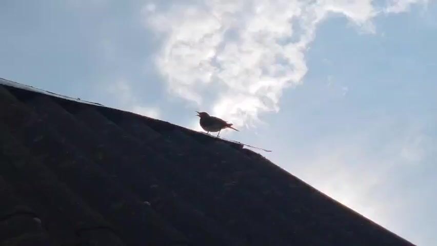 A bird stands on a dark-colored, ridged roof. The sky behind the bird is blue with scattered white clouds. The sun is visible through the clouds, creating a bright area. The bird is silhouetted against the sky and appears to be facing left. The roof is angled, and the bird is positioned near the top edge. The video is short and focuses on the bird and its surroundings.