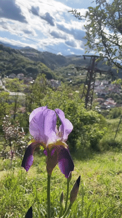 Kittens and dog enjoy quiet afternoon in Bulgarian hillside town