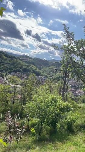 Kittens and dog enjoy quiet afternoon in Bulgarian hillside town