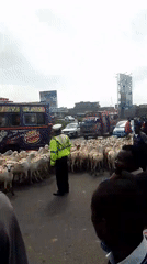 Livestock herd blocks busy Nairobi road during morning hours