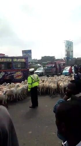 Livestock herd blocks busy Nairobi road during morning hours