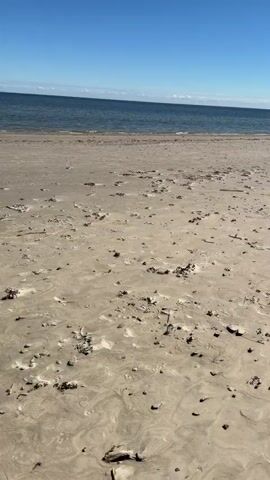 The video shows a mostly-empty beach on a sunny day. The sand is light-colored and damp, marked with numerous footprints and strewn with small pieces of driftwood and seaweed. The water is a calm, dark blue, with a line of small waves along the shore. The sky is a clear, bright blue. On the left side of the frame, there is a line of green trees and bushes. The camera moves slightly, showing more of the beach and coastline. A voice can be heard in the background speaking a foreign language, possibly Russian, in which he claims there are two cyclists approaching.