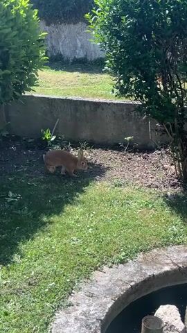 This video captures a sunny daytime scene in a verdant garden, located in Saint-Germain-de-Lusignan, France. The primary subject is a small, light brown rabbit, seen exploring the outdoor environment.

The video opens with the rabbit hopping from behind a dense green bush, moving across a patch of bright green grass and dry earth near a low concrete border. It then proceeds past a distinctive garden feature: a miniature well or fountain-like structure made of rough stone or concrete, topped with a weathered, conical metal roof and featuring a small basin at its base where water is visible.

As the rabbit continues its journey, a large green and white patterned umbrella comes into view, partially shading the area. The rabbit makes its way towards this umbrella, briefly pausing near its base before ultimately disappearing behind another section of lush green bushes. The sunlight is strong, casting clear shadows and highlighting the vibrant greenery of the garden. No people or visible text are present in the video.