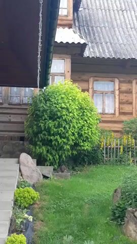 This media file captures a serene outdoor scene, likely in Gliczarów Górny, Poland. The primary subjects are a rustic wooden house with a corrugated metal roof, a lush green bush, and a grassy yard. The house, constructed from visible logs, features several windows with traditional white frames. In front of the house, a large, rounded bush is in full bloom, its vibrant green leaves forming a dense canopy.

The scene appears to be set during daylight hours, with the sun casting gentle light on the foliage and grass. The weather seems pleasant, conducive to outdoor activity, though no specific weather phenomena are evident. The overall atmosphere is peaceful and tranquil, evoking a sense of rural simplicity.

Notable details include a few large rocks near a concrete staircase leading up to the house. A simple wooden fence with yellow flowers peeking through separates the yard from the surrounding area, suggesting a garden or a cultivated space. A small, brown creature, possibly a squirrel or a rabbit, is visible near the base of the bush, adding a touch of wildlife to the scene. The presence of a string of fairy lights draped from the edge of an overhang on the left side of the frame hints at potential evening gatherings or decorations.

There is no visible text in the media file. The focus is on the natural beauty of the surroundings and the charming rustic architecture of the house.
