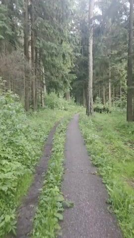 A vertical video shows a path through a forest. The path is made of asphalt and is bordered by dirt on the left. Lush green vegetation grows on both sides of the path and on the dirt. Tall evergreen trees with thick trunks line the path, creating a canopy overhead. The lighting suggests it is daytime, possibly overcast, as there are no harsh shadows. The scene is tranquil and natural, with no people or animals visible.