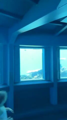 The video shows the interior of what appears to be an aquarium or underwater viewing area. The walls and ceiling are painted a deep blue, with exposed beams across the ceiling. There are several large, rectangular windows that look out onto an underwater environment. Through the windows, viewers can see coral reefs and some aquatic life, including fish. The lighting is dim and blue, mimicking underwater conditions. In the foreground, several people are visible, looking out the windows. One person, a child with blonde curly hair wearing a light-colored dress, is in the center of the frame, facing away from the camera and towards the windows. Other individuals are partially visible, looking in the same direction. The camera moves slightly, panning across the windows and the people viewing the underwater scenery.