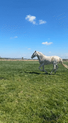 Horse gallops through sunny pasture in Belgian countryside