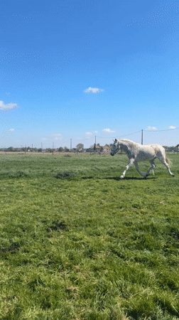 Horse gallops through sunny pasture in Belgian countryside