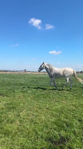 Horse gallops through sunny pasture in Belgian countryside