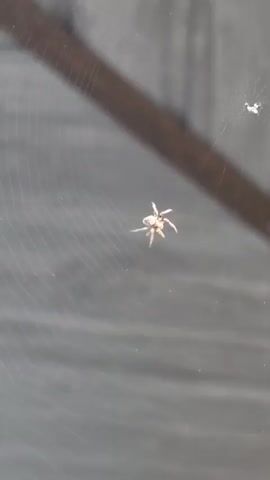 A spider sits in the center of its web. The web is attached to a wooden beam. In the upper right corner of the frame, a small white object, possibly an insect, is also caught in the web. The background is out of focus and appears to be a grey, textured surface.