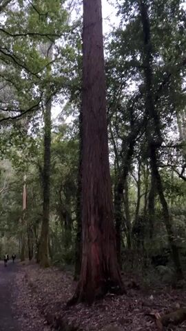 A tall, slender tree with dark, reddish-brown bark dominates the foreground of the video. The tree has some red markings near its base. The tree is surrounded by a dense, green forest with other trees of varying heights and lush foliage. The ground is covered with leaves and dirt, and a path is visible to the left of the tree. Two people are walking on the path in the distance. The sky above is overcast, and the lighting suggests it is daytime.