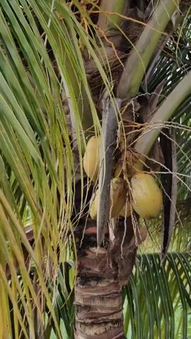 A close-up shot shows a cluster of green coconuts hanging from a palm tree. The coconuts are a light green color and are clustered together on a long stalk. A large, sharp, curved knife is inserted between the coconuts, appearing to be in the process of cutting them. The knife is metallic and has a worn appearance. The palm tree has rough, brown bark and large, green fronds that frame the scene. The background is blurred but suggests an outdoor environment with foliage. The lighting is natural and appears to be daytime.