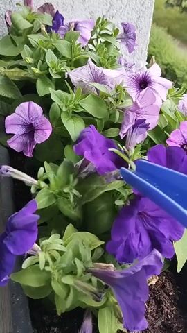 A blue watering can is shown from the side, tilted downwards, watering a close-up shot of purple petunias. The watering can is in the upper right corner of the frame, and a stream of water is seen falling onto the flowers. The petunias are a mix of dark purple and lighter lavender shades, with vibrant green leaves. The background is slightly blurred, showing a pale gray wall or structure and some greenery. The focus is on the flowers and the watering action.