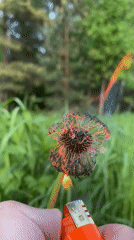 Person burns dandelion with lighter near wooded water area