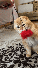 Scottish Fold cat plays indoors with toy